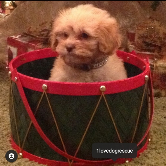 Meet your Posher, Debbie - Picture 5 of 16